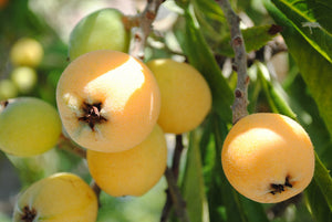 13 Incredible Health Benefits of Loquat Fruit For Skin and Health